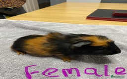 Guinea Pig rodents for sale: Two Crested Guinea Pigs - Image 2