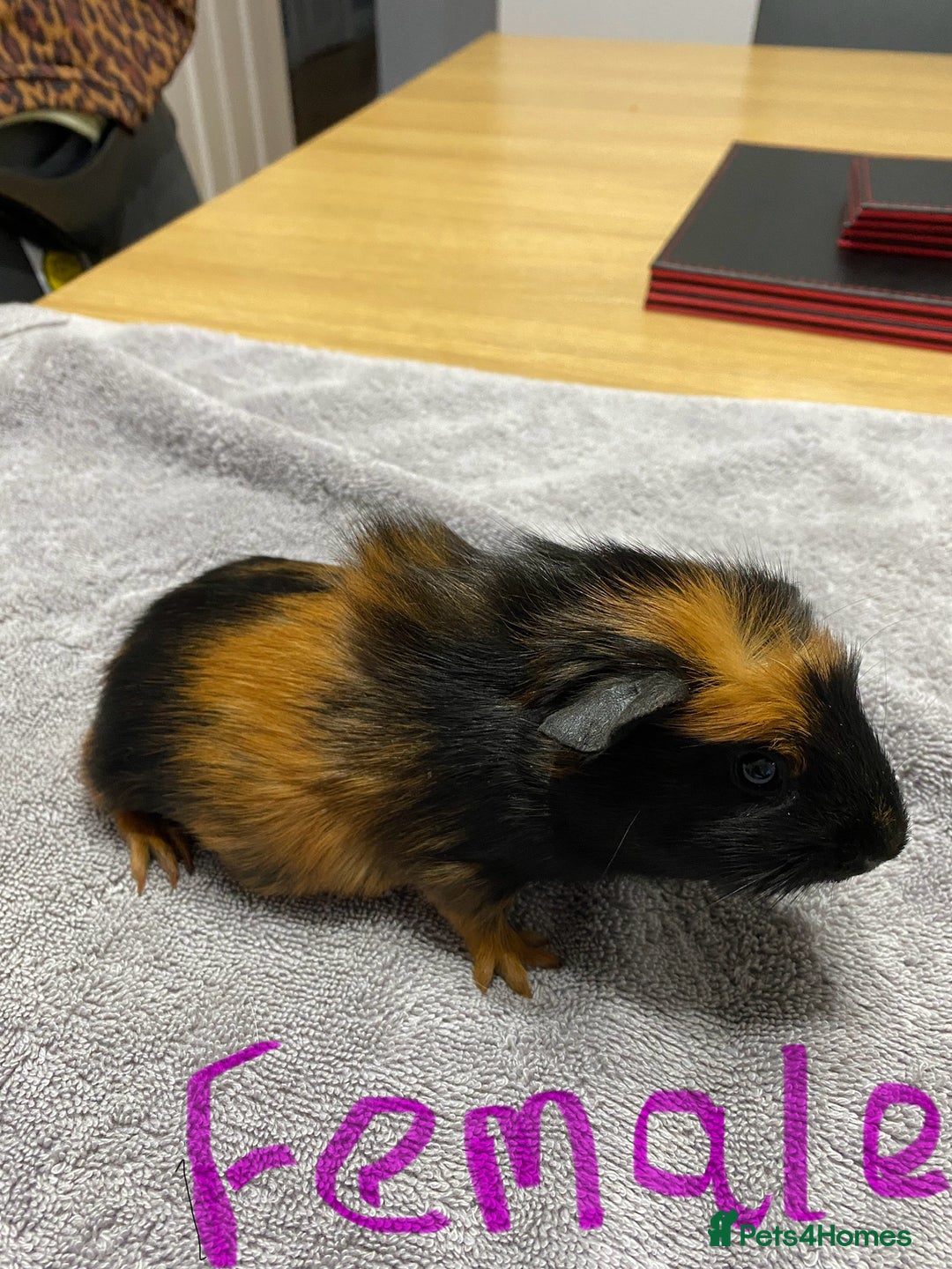 Guinea Pig rodents for sale: Two Crested Guinea Pigs - Image 2
