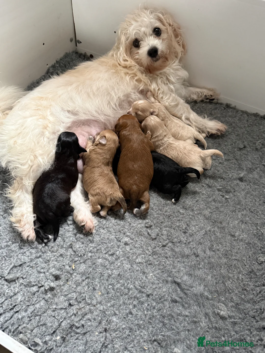 Maltipoo dogs for sale: Outstanding Maltipoo puppies - Advert 23
