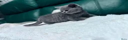 British Shorthair cats for sale: 💐British Shorthair Kittens (Blue)💐 - Advert 2