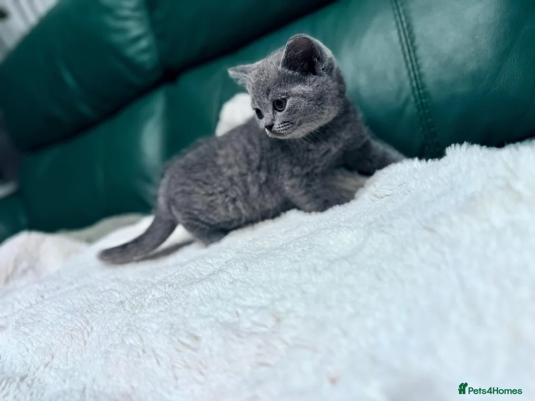 British Shorthair cats for sale: 💐British Shorthair Kittens (Blue)💐 - Advert 2