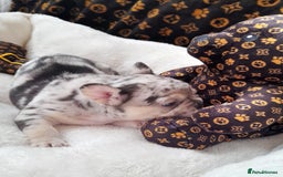 French Bulldog dogs for sale: French bulldog , merle, platinum, fluffy carriers. - Image 25