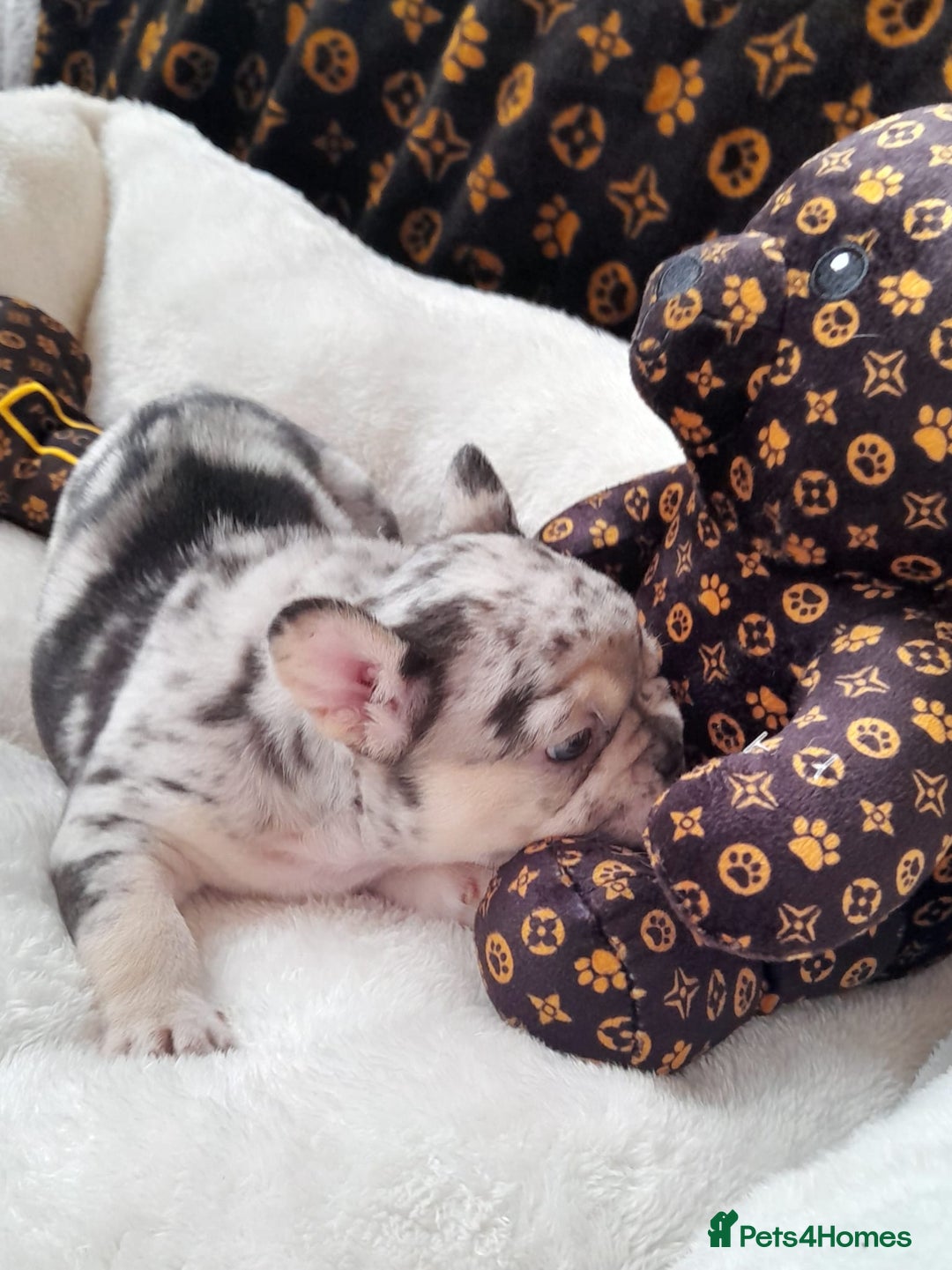 French Bulldog dogs for sale: French bulldog , merle, platinum, fluffy carriers. - Image 25
