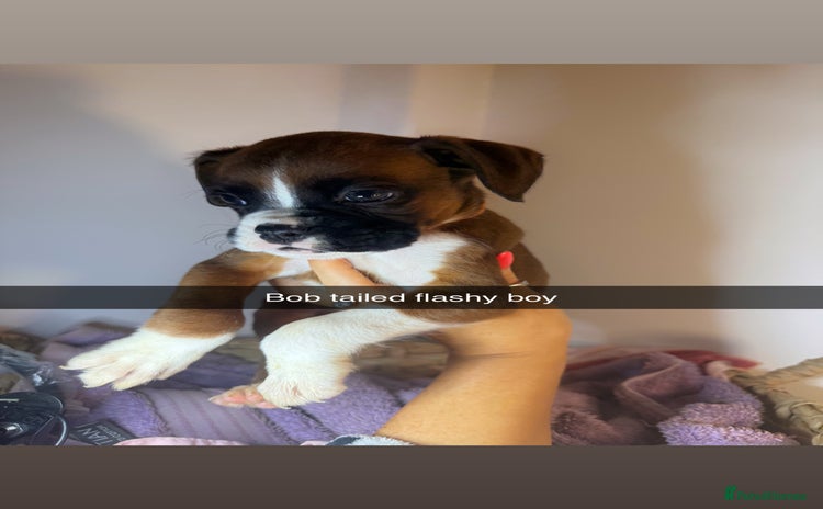 Boxer dogs - Advert 1