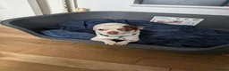 Chihuahua dogs for sale: Apple Head Chihuahua - Advert 9