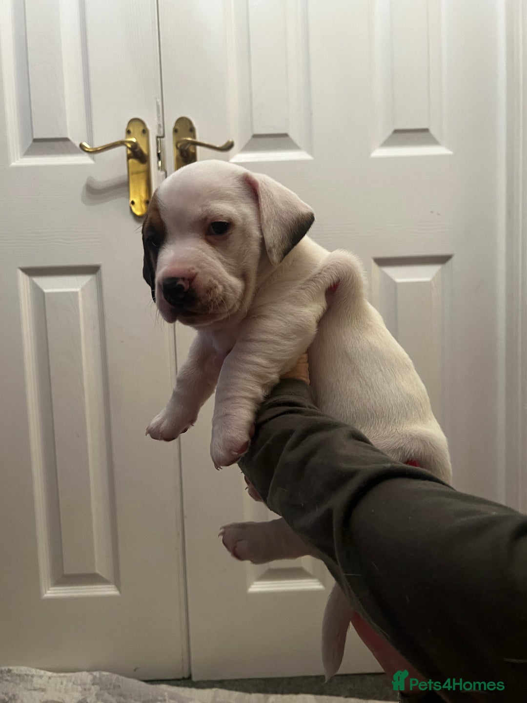 Mixed Breed dogs for sale:  Last 2 girls READY NOW! Rare English Bulldach - Advert 31