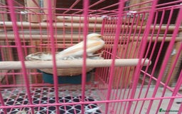 Canaries birds for sale: STAFFORD HERLIQUEEN RED FACTOR DIMORPHIC birds - Image 9