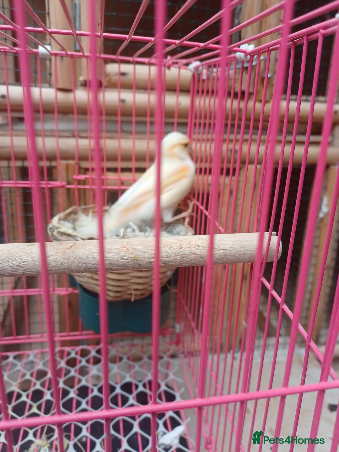 Canaries birds for sale: STAFFORD HERLIQUEEN RED FACTOR DIMORPHIC birds - Image 9