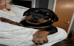 Rottweiler dogs for sale: rottweiler puppies - Image 3