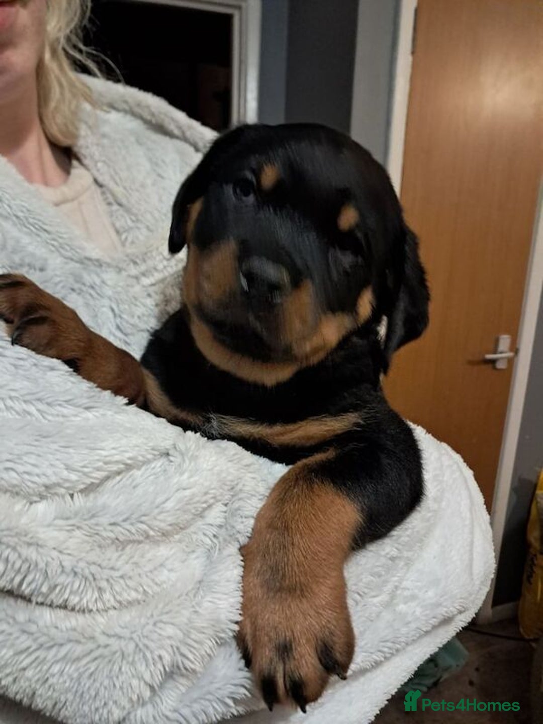 Rottweiler dogs for sale: rottweiler puppies - Image 3