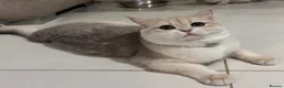British Shorthair cats for stud: 🩵Tokito - AY12 Golden Blue BSH Stud - Advert 5