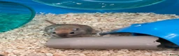 Gerbil rodents for sale: 3 male gerbils and enclosure  in Poulton-le-Fylde - Advert 2