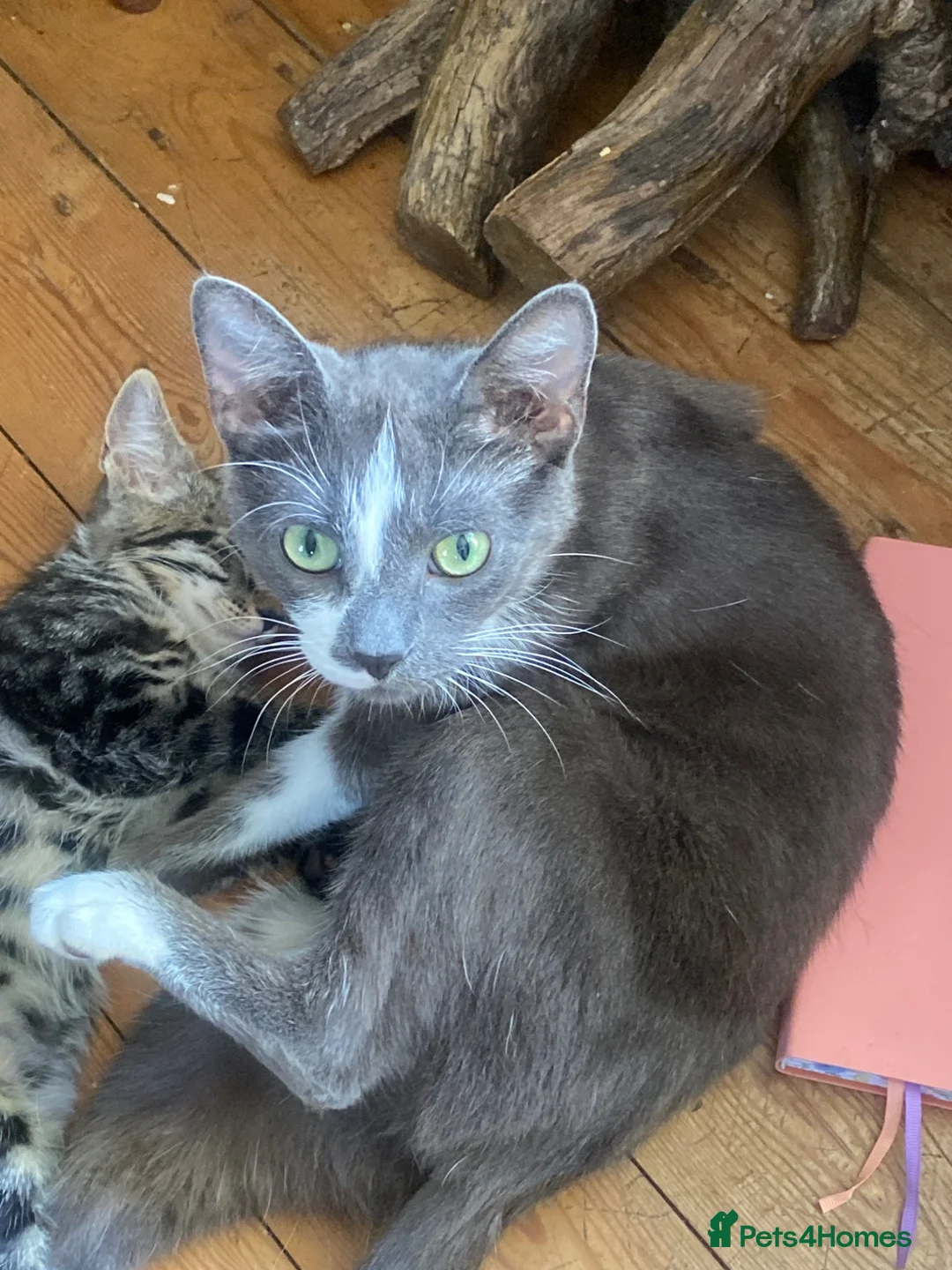 Mixed Breed cats for sale: tabby cats left  in Boston - Advert 1