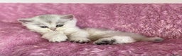 British Longhair cats for sale: British longhair and shorthair  - Advert 9