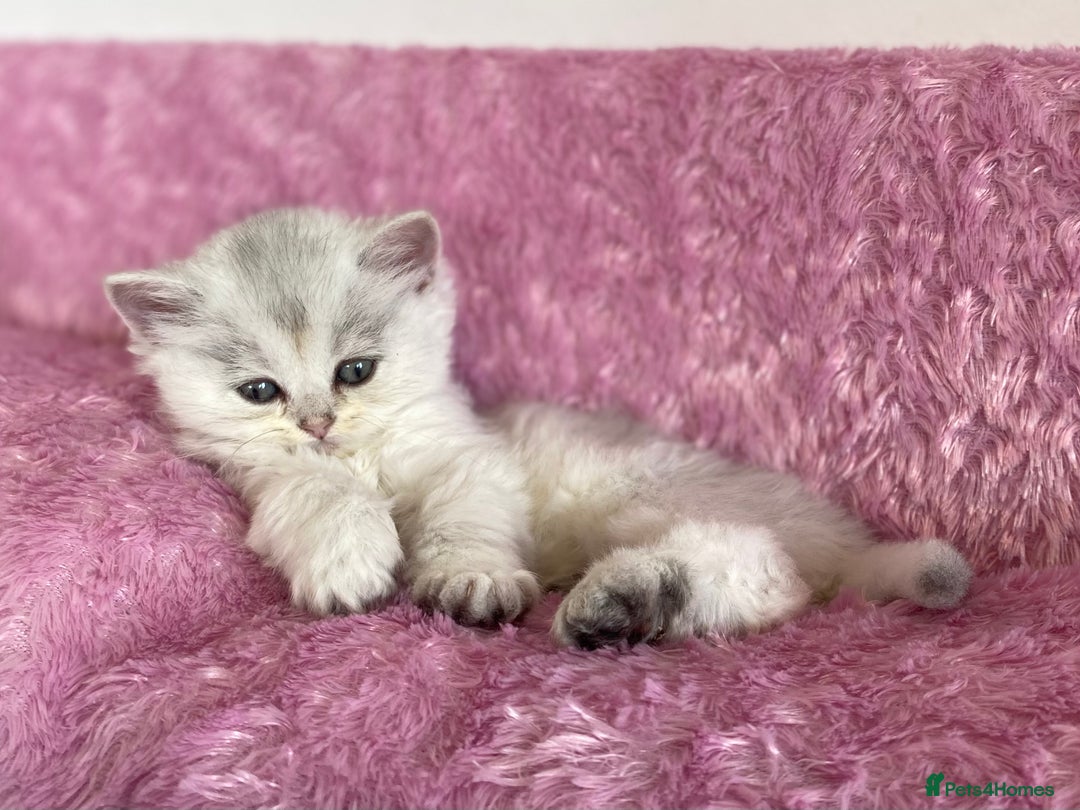 British Longhair cats for sale: British longhair and shorthair  - Advert 9