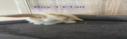 Mini Lop rabbits for sale: Pure Baby Mini Lops For Sale - Advert 13