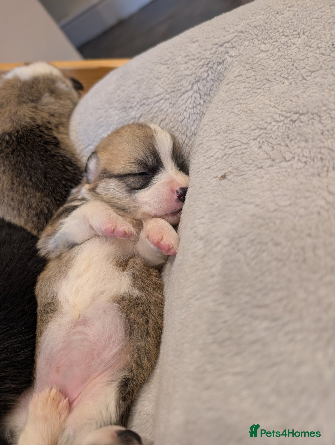 Welsh Corgi Pembroke dogs for sale: 9 Stunning Corgis  - Image 11