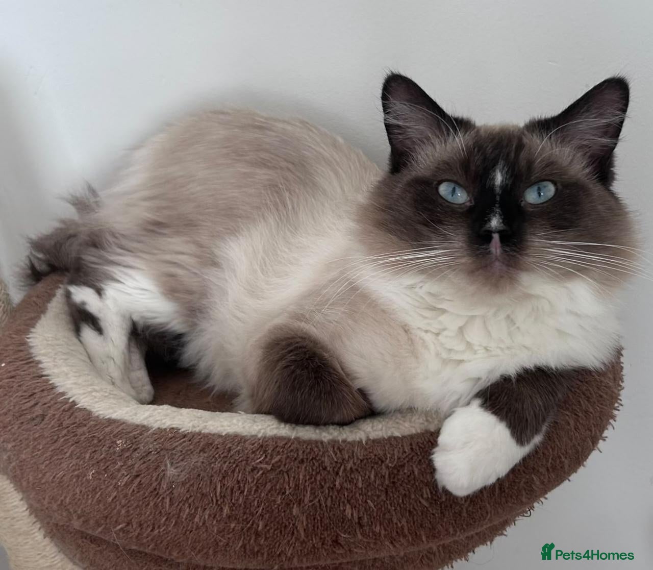 Ragdoll cats 1 year Ragdoll male available - Advert 10