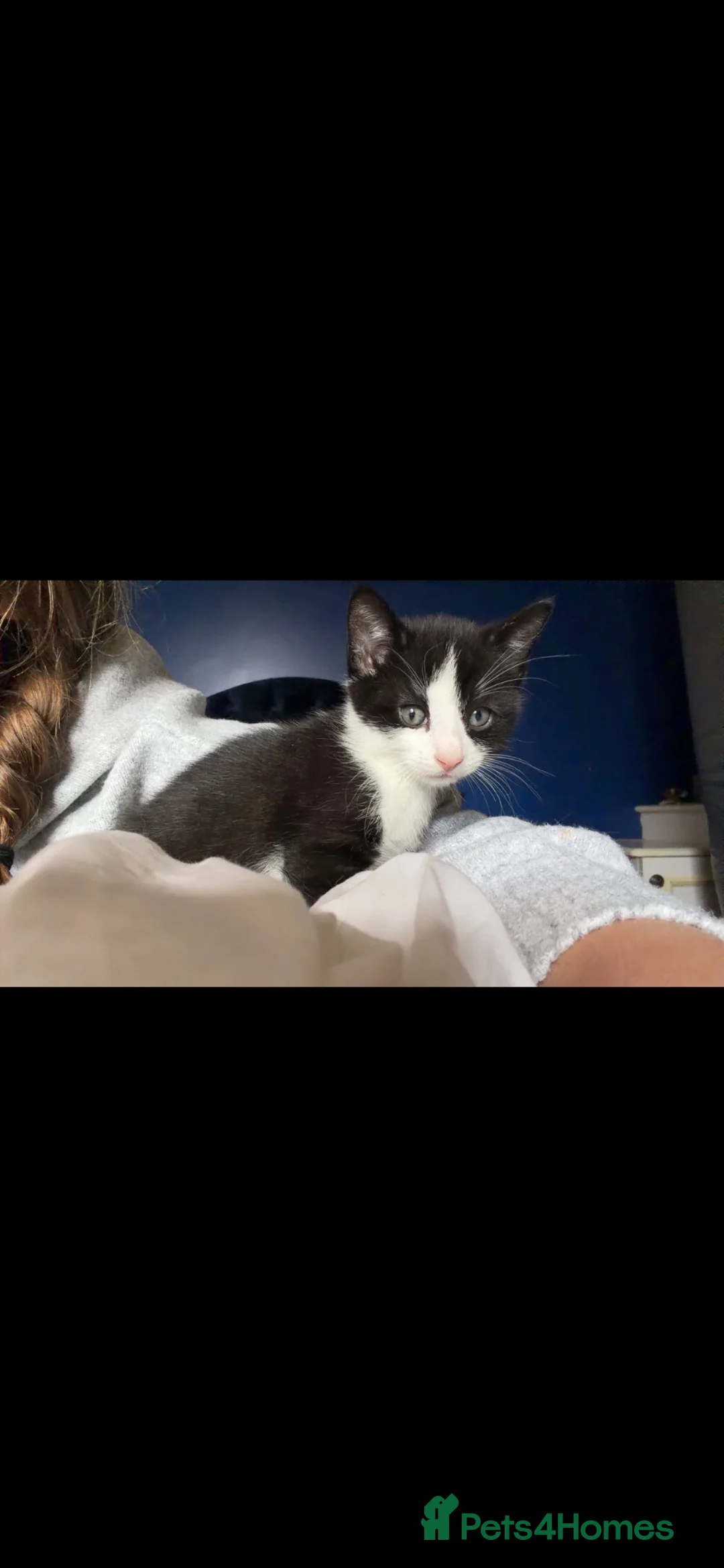 Mixed Breed cats for sale: Beautiful kittens  in Merthyr Tydfil - Advert 2