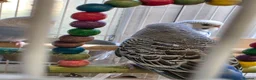 Budgerigars birds for sale: Beautiful Baby Budgies - Advert 4
