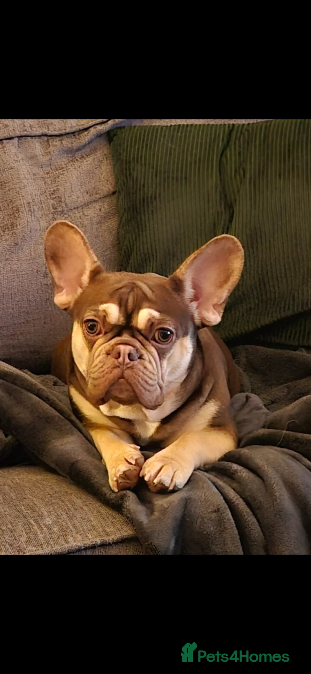 French Bulldog dogs for sale: Recently Reduced - beautiful french bulldogs - Advert 1