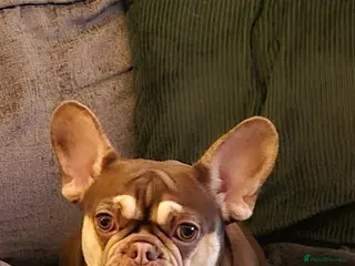 French Bulldog dogs Recently Reduced - beautiful french bulldogs - Advert 3