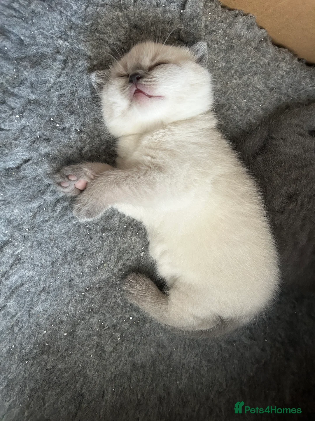 British Shorthair cats for sale: 💙British Shorthair blue boys Ready to leave - Advert 14