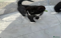 Mixed Breed cats for sale: Litter of Kittens For Sale - only 1 Male left in Dunstable - Image 32