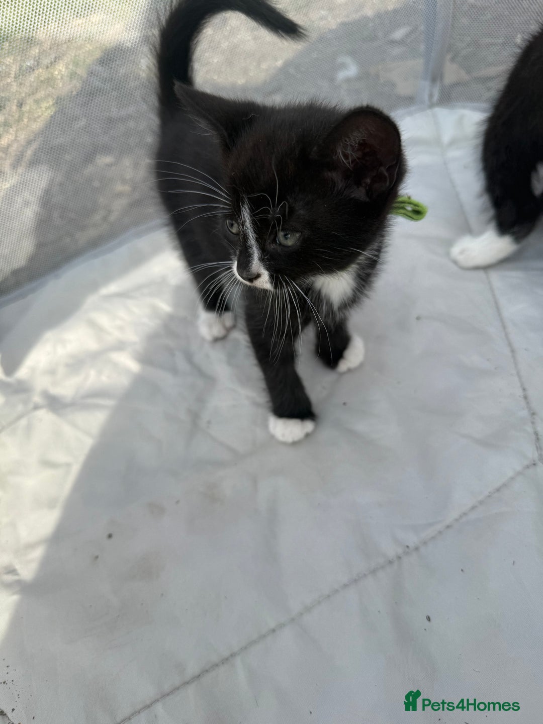 Mixed Breed cats for sale: Litter of Kittens For Sale - only 1 Male left in Dunstable - Image 32