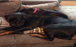 Rottweiler dogs for sale: Rottweiler female!  - Image 3