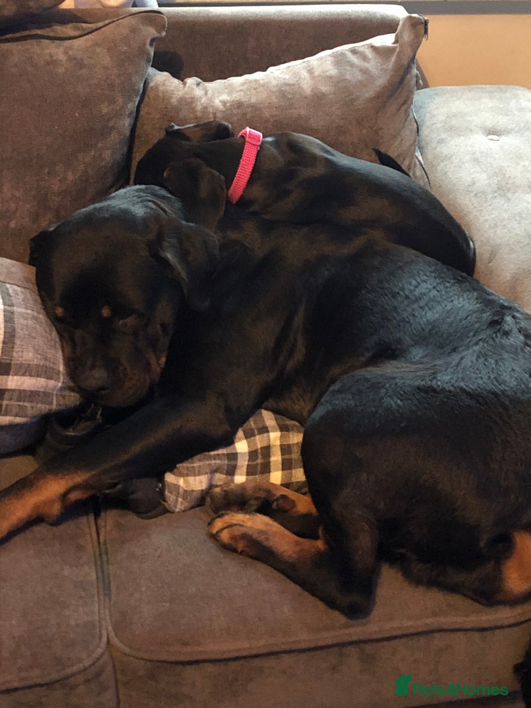 Rottweiler dogs for sale: Rottweiler female!  - Image 3