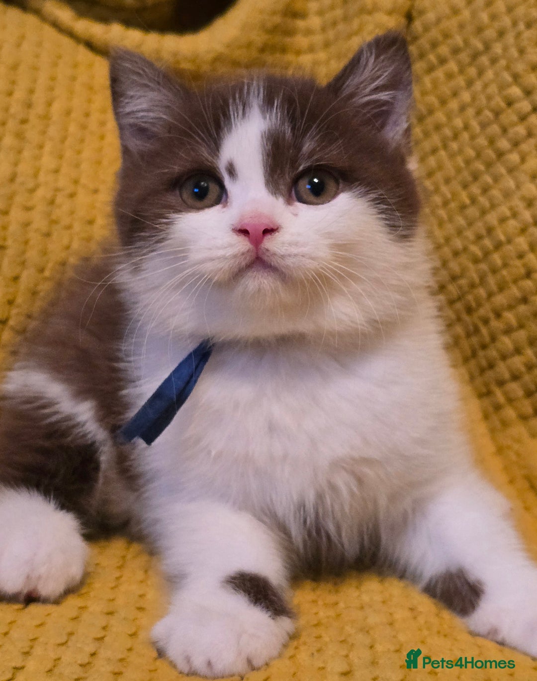 British Shorthair cats for sale: Pedigree, British Shorthair, TICA reg kittens - Image 26