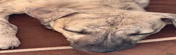 Italian Greyhound dogs for sale: 5 wonderful Wiggy’s licensed breeder  - Advert 35
