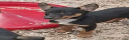 Australian Kelpie dogs for sale: Farm bred 5 boys 3 girls kelpie puppies - Advert 16
