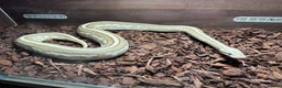 Python Snake reptiles for sale: Royal python females x2 in Tadley - Advert 1