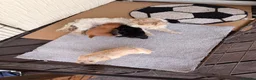 Mixed Breed dogs for sale: Sporting Lucas terrier cross toy poodle - Advert 1