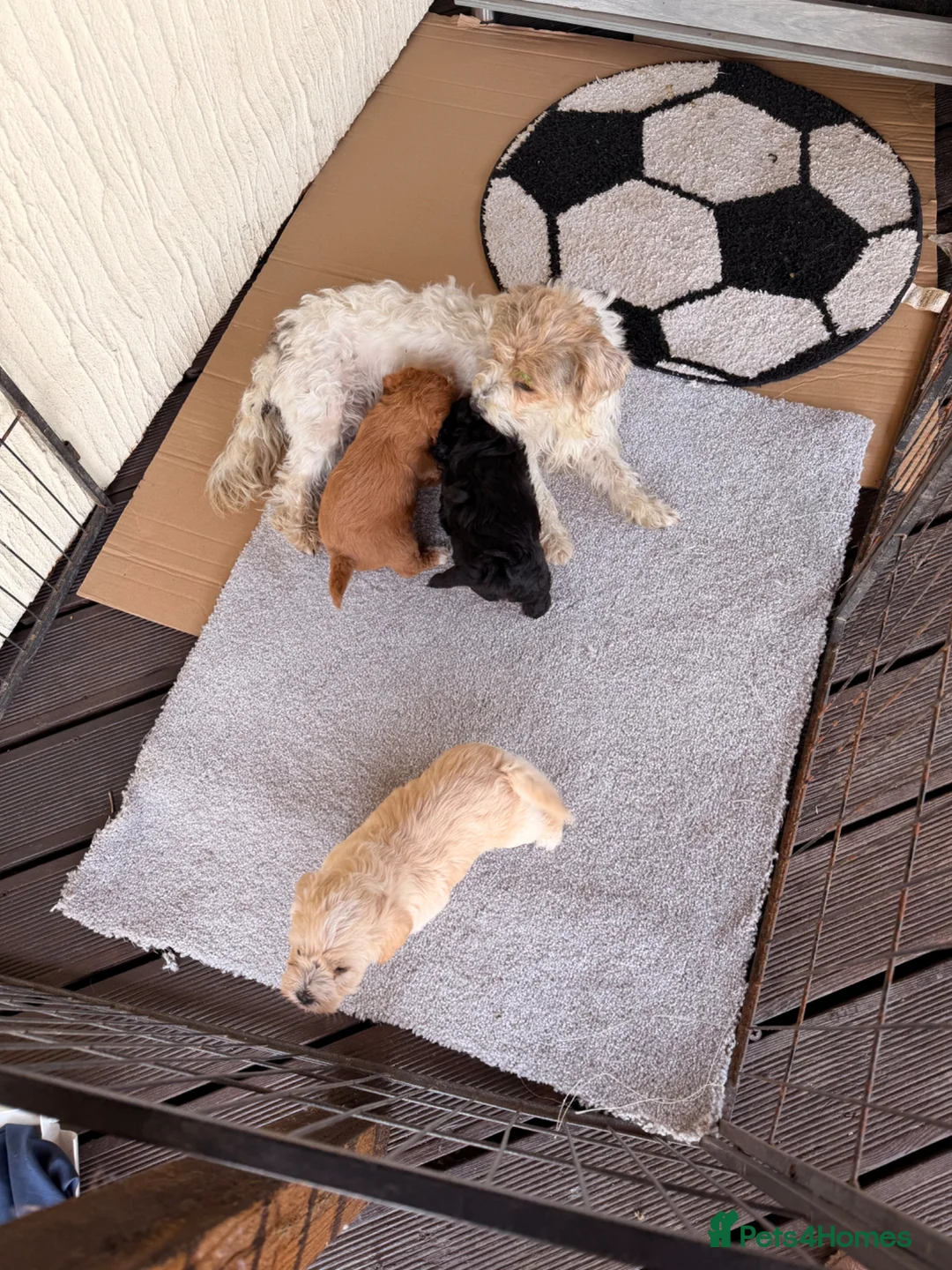Mixed Breed dogs for sale: Sporting Lucas terrier cross toy poodle - Advert 1