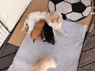 Mixed Breed dogs Beautiful spot Lucas terrier x Toy poodle - Advert 3