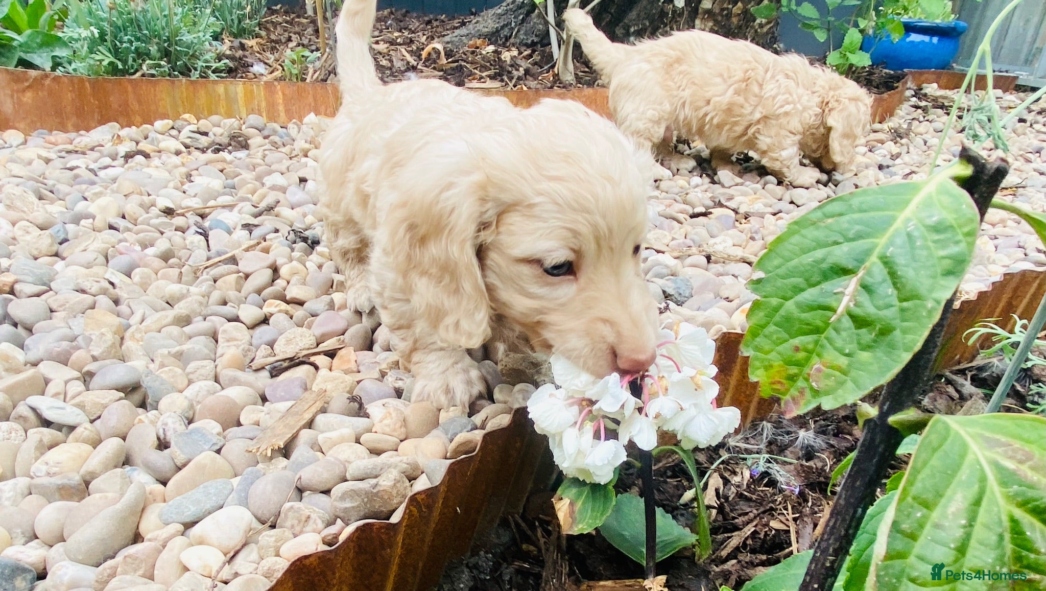 Miniature Dachshund dogs Stunning KC Cream Long Haired Miniature Dachshunds - Advert 6