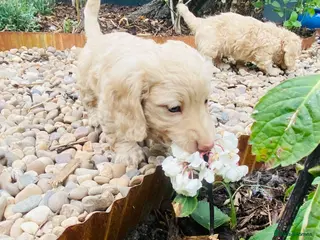 Miniature Dachshund dogs Stunning KC Cream Long Haired Miniature Dachshunds - Advert 6