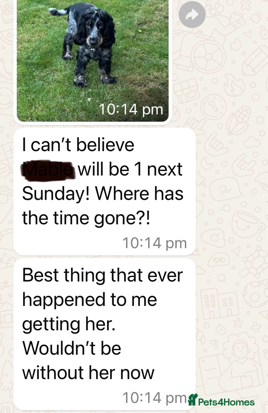 Cocker Spaniel dogs for sale: Health tested parents, Stunning little cherubs - Advert 36