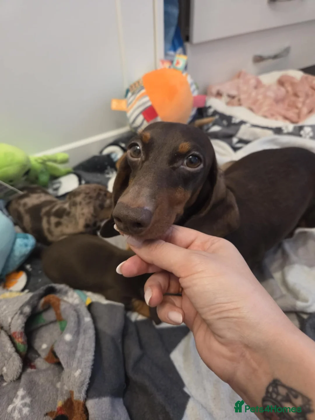 Miniature Dachshund dogs for sale: Miniature dachshund  - Advert 2