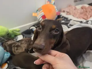 Miniature Dachshund dogs Miniature dachshund - Advert 1