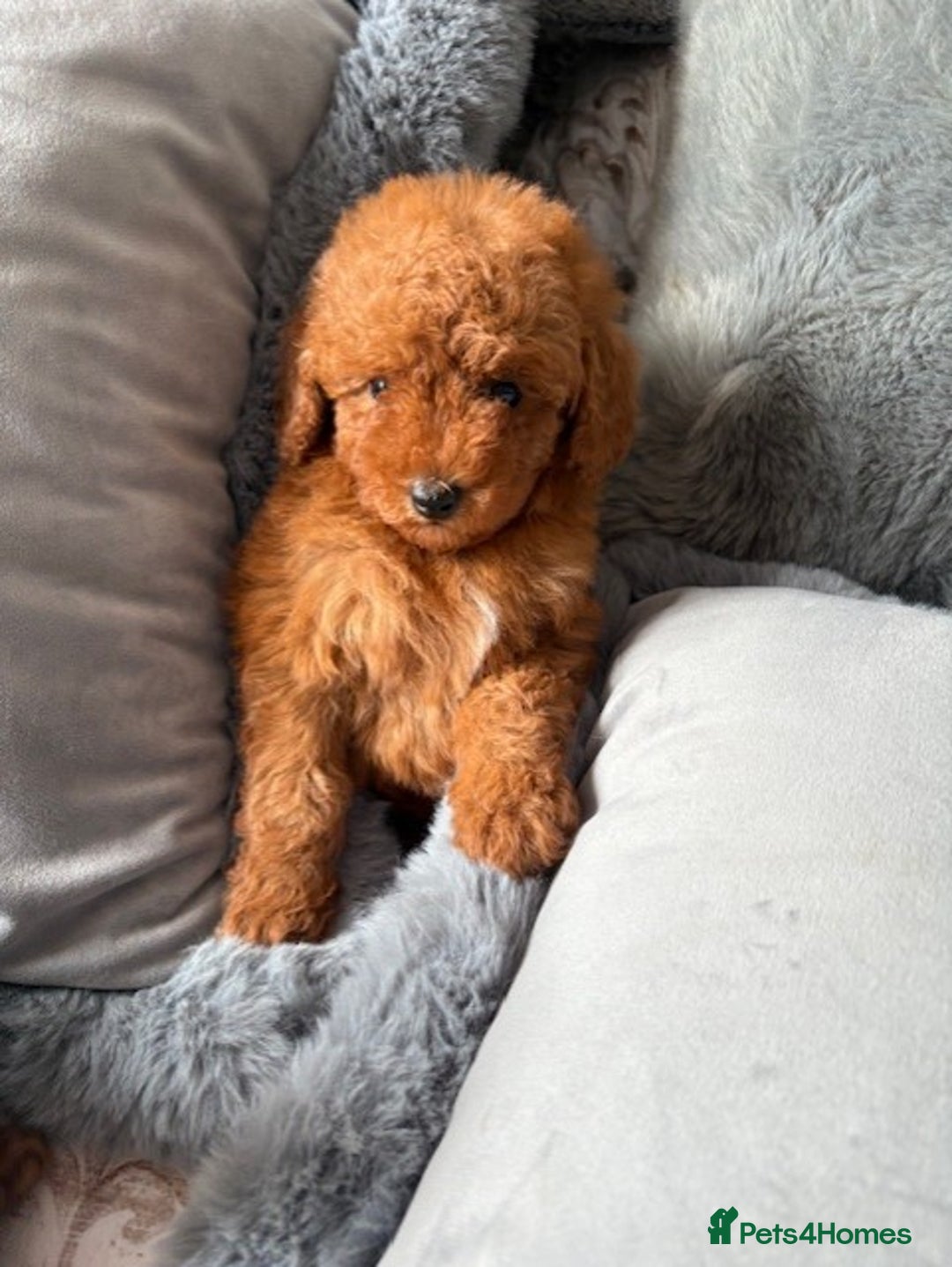 Toy Poodle dogs for sale: Deep Red Toy Poodles - Image 8