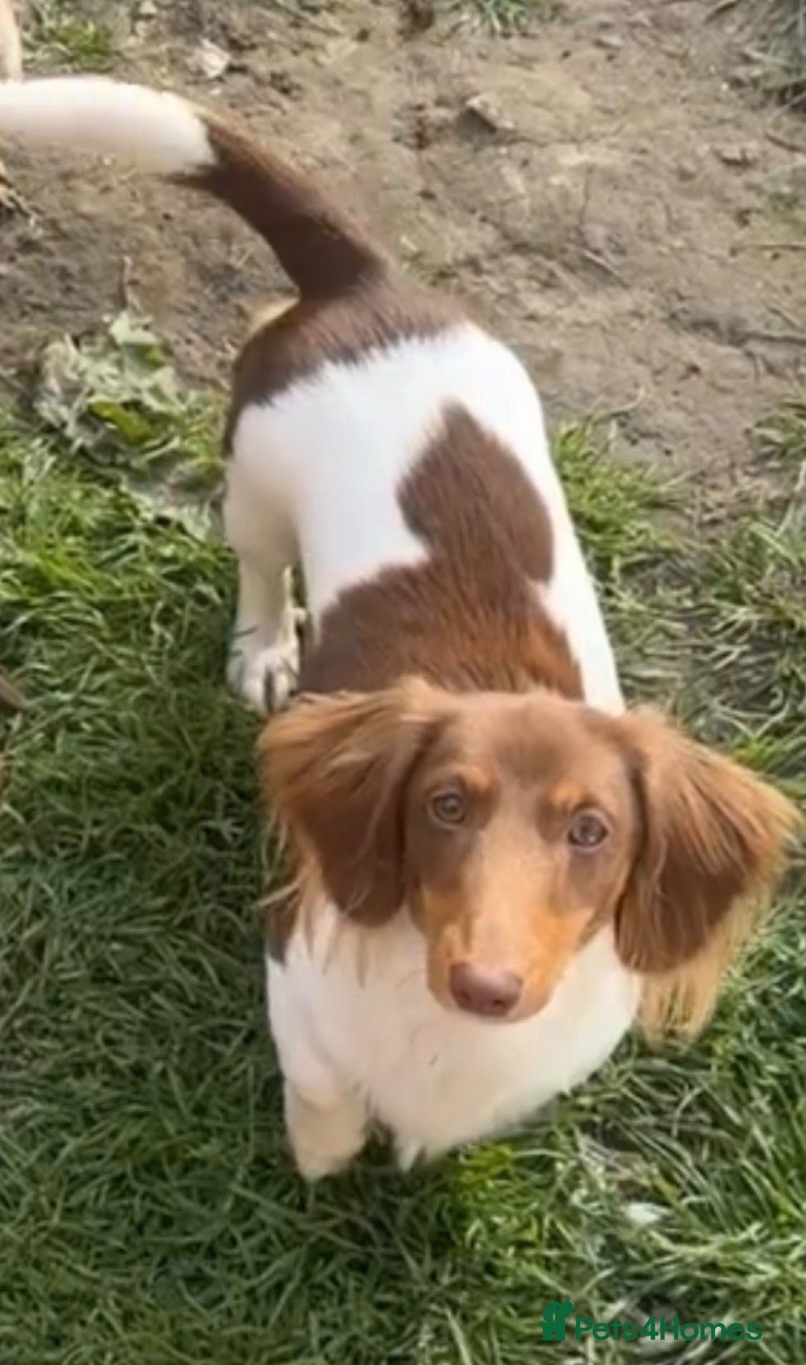 Miniature Dachshund dogs Piebald dachshund  - Advert 1