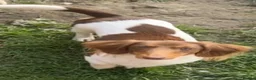 Miniature Dachshund dogs for sale: Piebald dachshund  - Advert 1