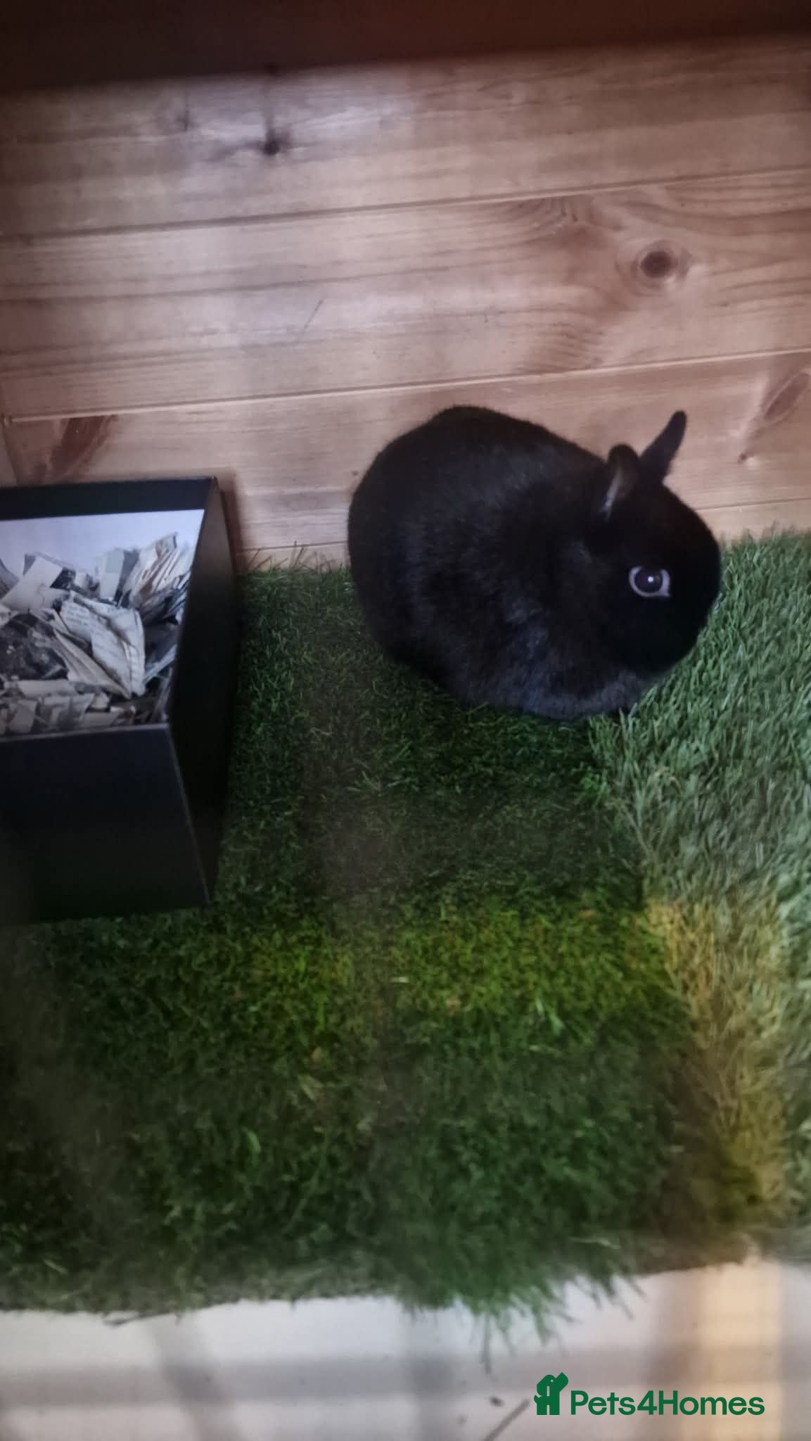 Netherland Dwarf rabbits Female Netherland dwarf bunny  - Advert 3