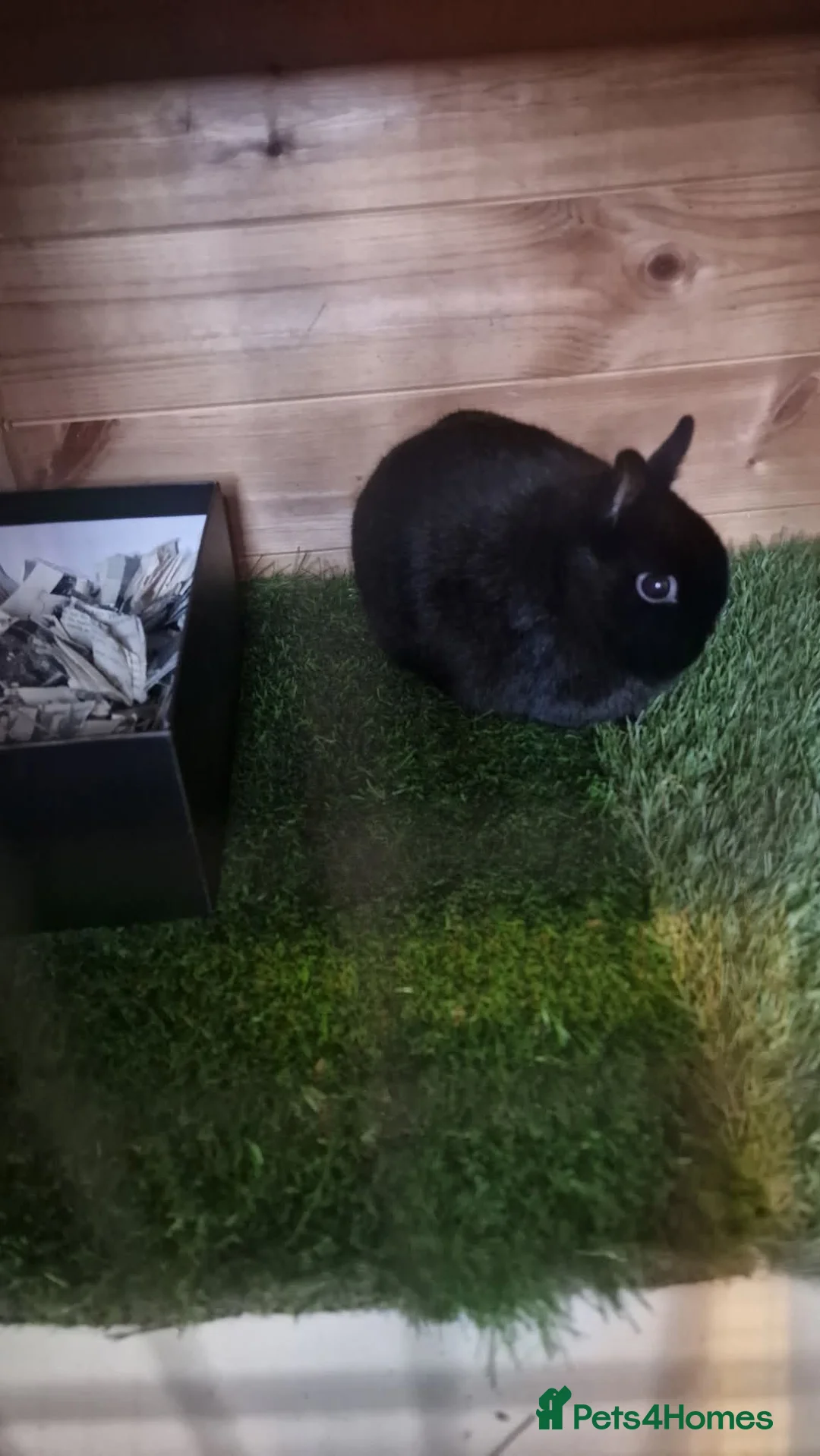 Netherland Dwarf rabbits for sale: Female Netherland dwarf bunny  in Romsey - Advert 1