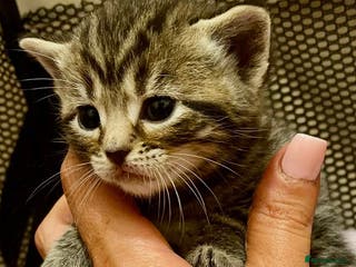 Mixed Breed cats ADORABLE KITTENS READY NOW - Advert 11