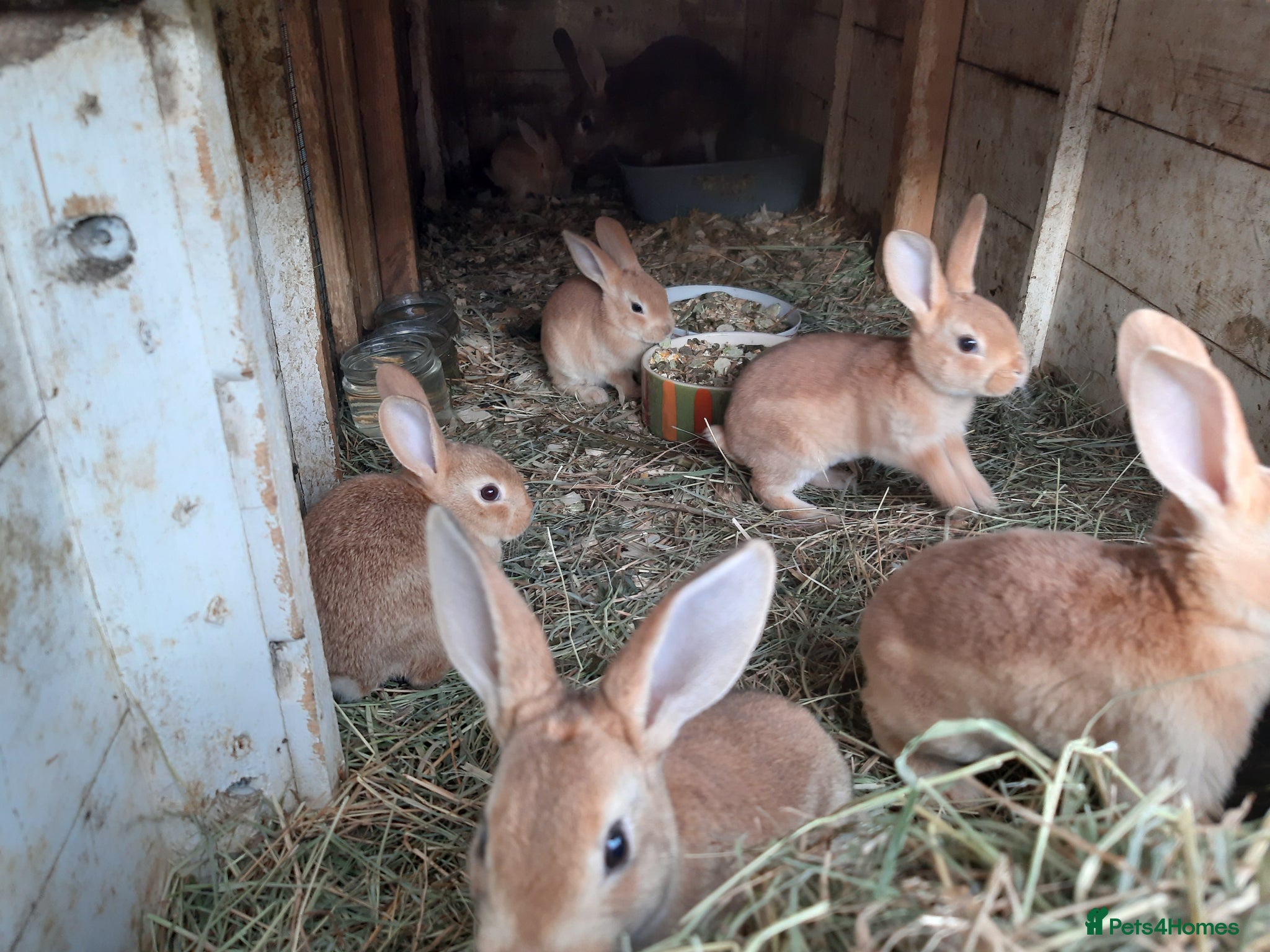 Mixed Breed rabbits for sale: Mixed rex and English tame and friendly rabbits - Advert 6